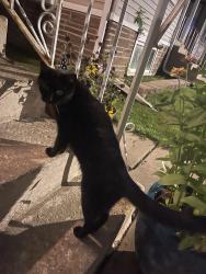 Found/Stray Unknown Cat last seen Near W Melrose Street, Chicago, IL 60641