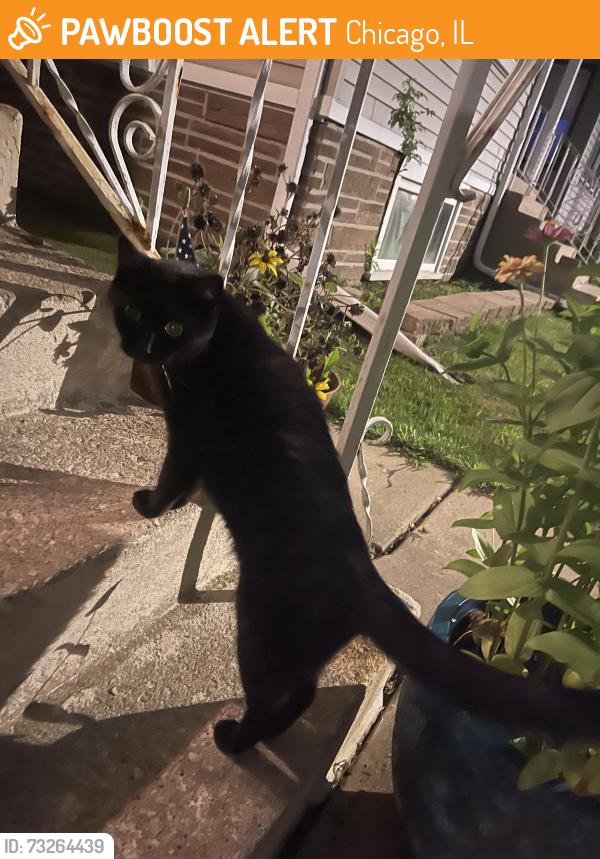 Found/Stray Unknown Cat last seen Near W Melrose Street, Chicago, IL 60641