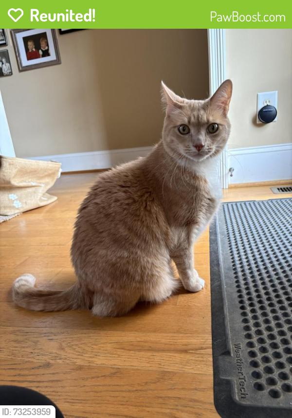 Reunited Male Cat last seen Dunbarton Ct, Winston-Salem, NC 27107