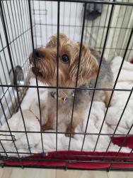 Reunited Male Dog last seen Catalpa Ave and Manning Rd, Indianapolis, IN 46228