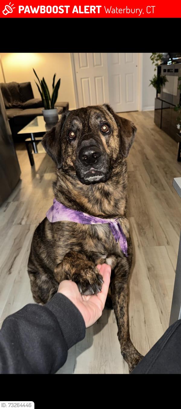 Lost Male Dog last seen Near Celia dr, Waterbury, CT 06705