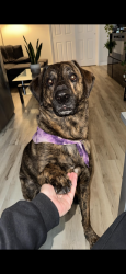 Lost Male Dog last seen Near Celia dr, Waterbury, CT 06705