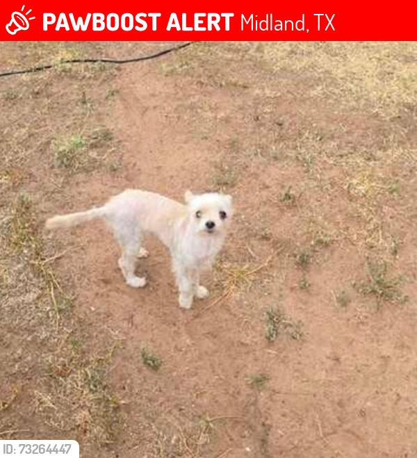 Lost Male Dog last seen Alamo Jr high, Midland, TX 79703