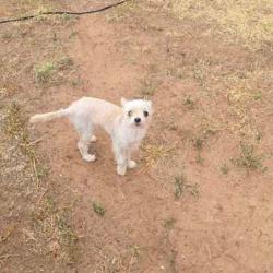 Lost Male Dog last seen Alamo Jr high, Midland, TX 79703