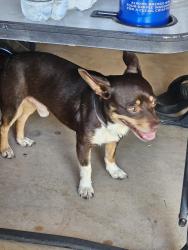 Found/Stray Male Dog last seen Krie trail and Acadian Drive, San Antonio, TX 78245