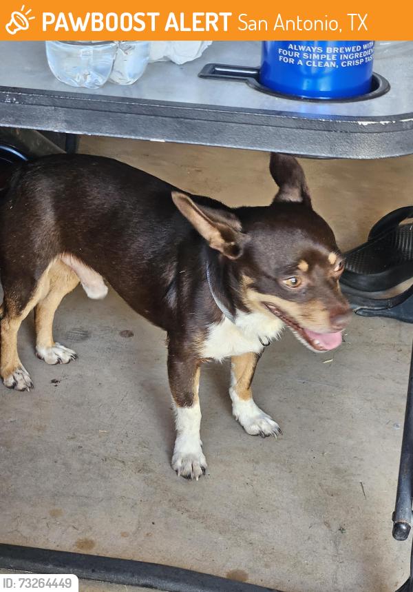 Found/Stray Male Dog last seen Krie trail and Acadian Drive, San Antonio, TX 78245