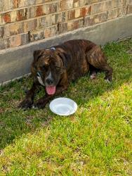Found/Stray Female Dog last seen Porter ranch, Harris County, TX 77493