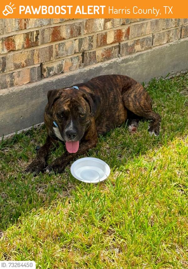 Found/Stray Female Dog last seen Porter ranch, Harris County, TX 77493
