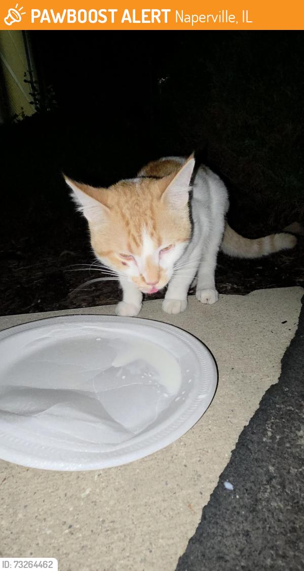 Found/Stray Male Cat last seen Near W Ogden Ave, Naperville, IL 60540, Naperville, IL 60540