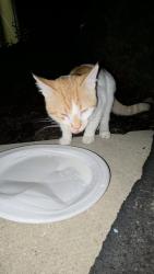 Found/Stray Male Cat last seen Near W Ogden Ave, Naperville, IL 60540, Naperville, IL 60540