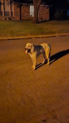 Found/Stray Male Dog last seen Browning st, Johnson County, TX 76036