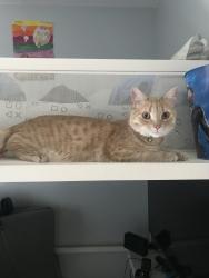Reunited Male Cat last seen Lake, Dollard-des-Ormeaux, QC H9B 1B6