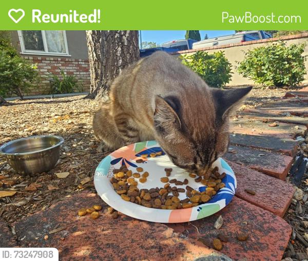 Reunited Female Cat last seen Alameda de las Pulgas, Woodside, CA 94062