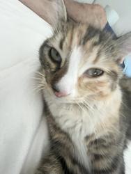 Reunited Female Cat last seen byrd street and peacock street, San Diego, CA 92154