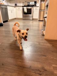 Found/Stray Male Dog last seen Paden dr and cruise rd, Gwinnett County, GA 30044