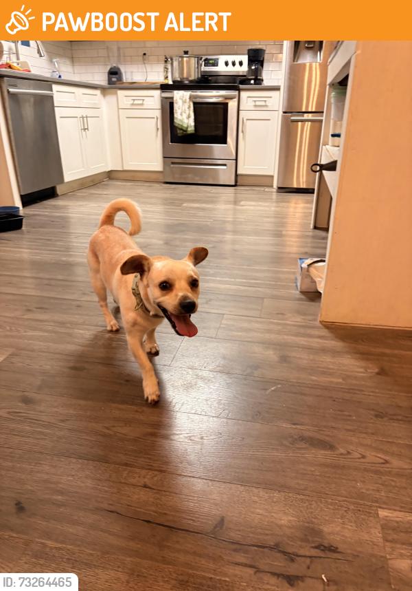 Found/Stray Male Dog last seen Paden dr and cruise rd, Gwinnett County, GA 30044