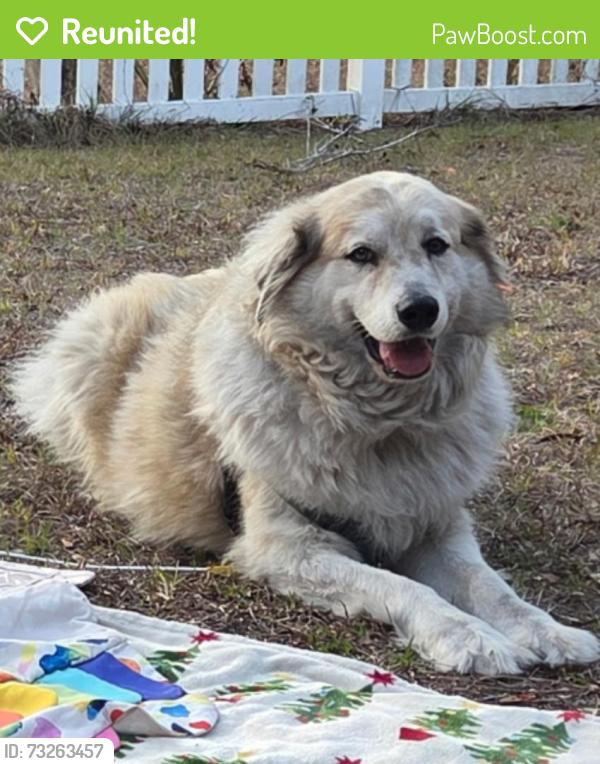 Reunited Male Dog last seen Minnesota Ave & Volusia Ave, Orange City, FL 32763