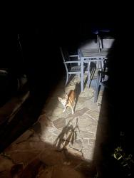 Reunited Unknown Dog last seen Dora Dr, Mount Dora, FL 32757