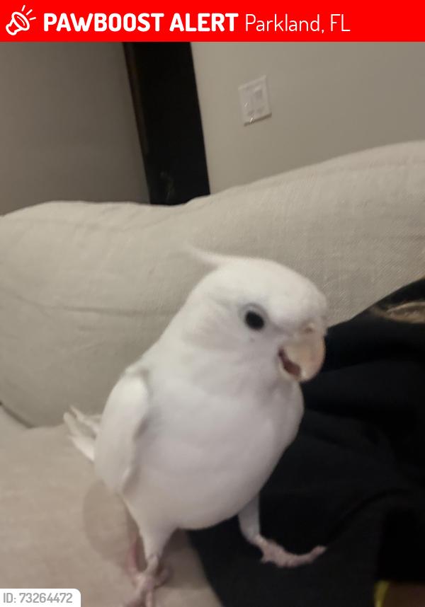 Lost Female Bird last seen University drive, Parkland, FL 33067