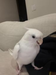 Lost Female Bird last seen University drive, Parkland, FL 33067