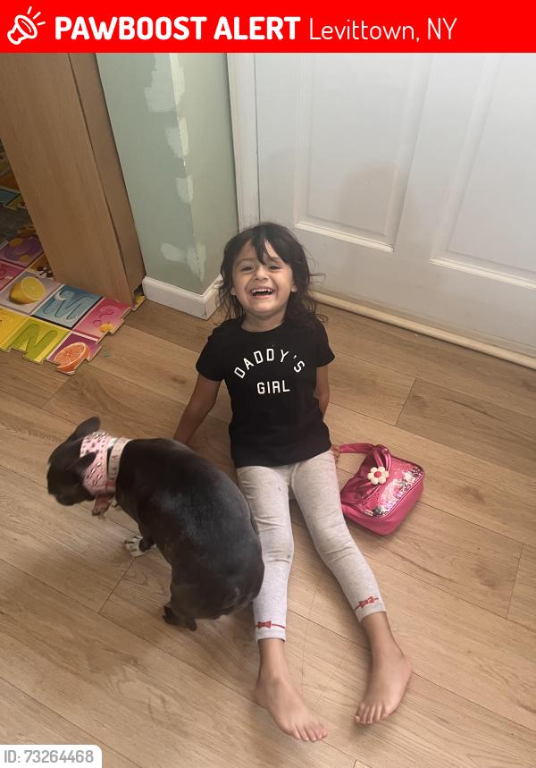 Lost Male Dog last seen Casa, Levittown, NY 11756