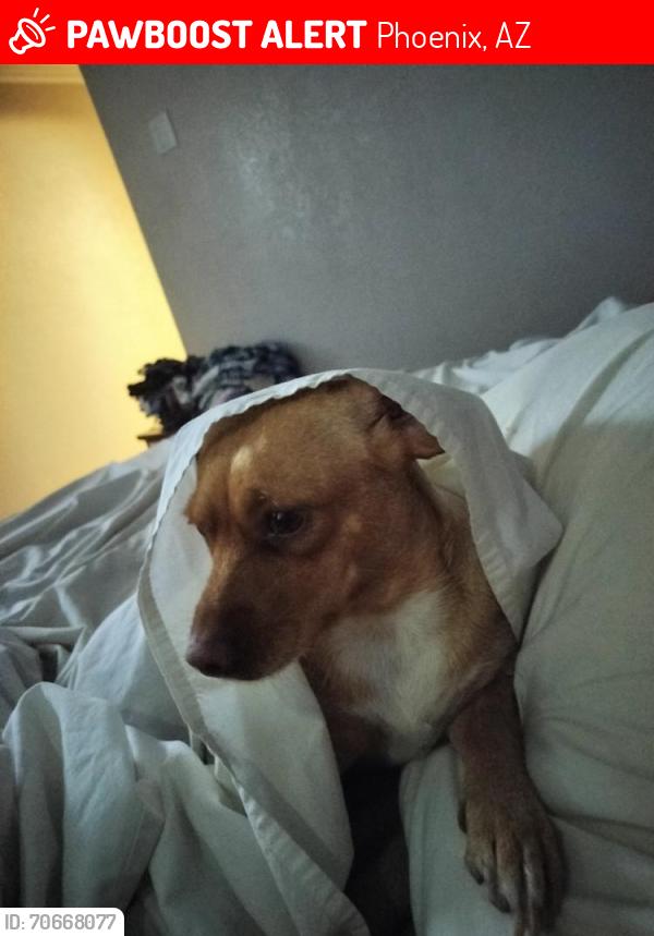 Lost Female Dog last seen travel inn 27th ave and Indian school, Phoenix, AZ 85017