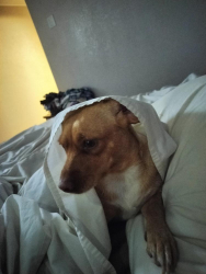 Lost Female Dog last seen travel inn 27th ave and Indian school, Phoenix, AZ 85017