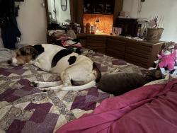 Lost Male Dog last seen Miguel Rubio park, Reno, NV 89502