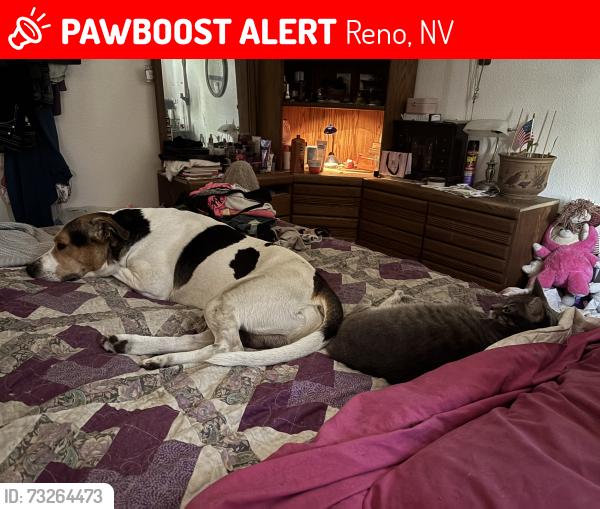 Lost Male Dog last seen Miguel Rubio park, Reno, NV 89502