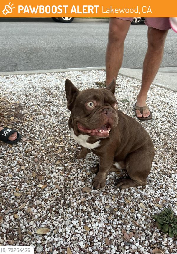 Found/Stray Male Dog last seen Carson and Los Coyotes diagonal, Lakewood, CA 90713