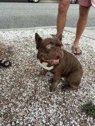 Found/Stray Male Dog last seen Carson and Los Coyotes diagonal, Lakewood, CA 90713