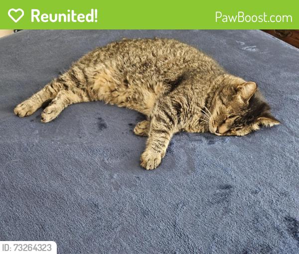 Reunited Male Cat last seen Olviedo and rosey, San Diego, CA 92129
