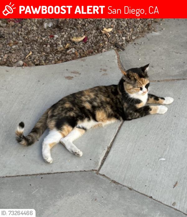 Lost Female Cat last seen Soria and Adams, San Diego, CA 92115