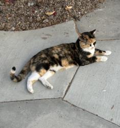 Lost Female Cat last seen Soria and Adams, San Diego, CA 92115