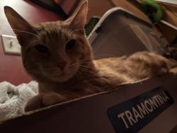 Reunited Male Cat last seen 23rd Place & California Avenue, Chicago, IL 60623