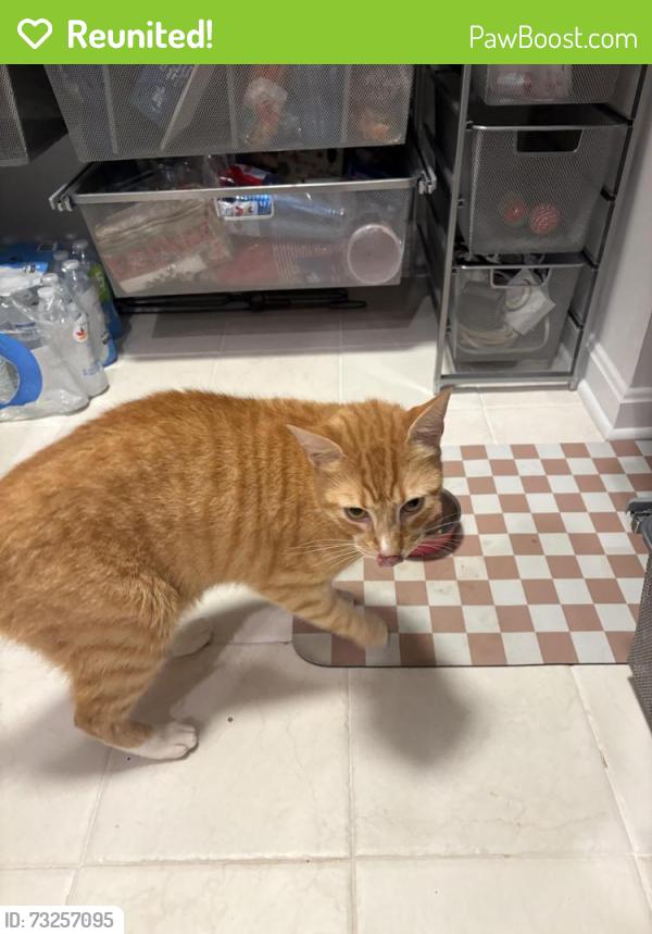 Reunited Male Cat last seen Jones Bridge Road and Hawkins Lane, Chevy Chase, MD 20815