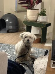 Reunited Male Dog last seen On the corner of Baffin and Edgewater near Schooner Bay apmts, Foster City, CA 94404