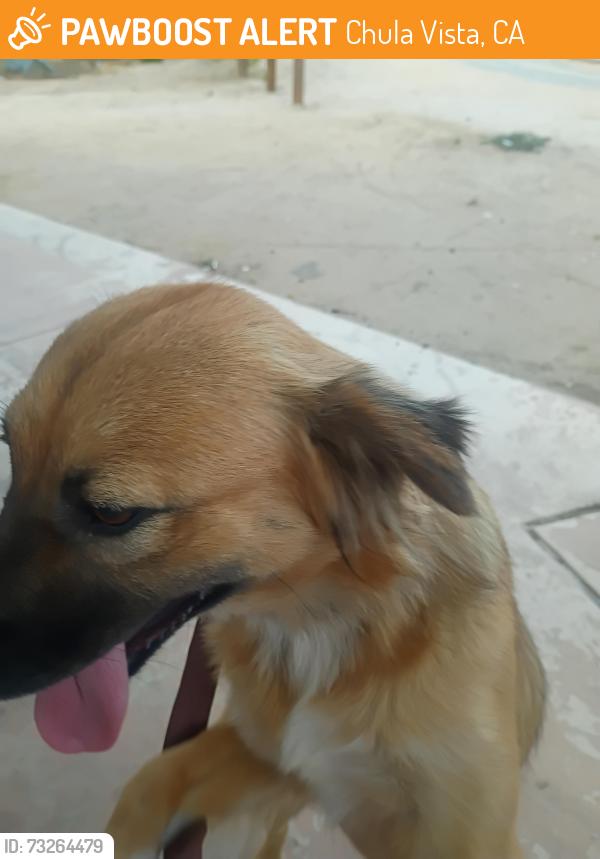 Found/Stray Female Dog last seen Albany by Otay elementary school, Chula Vista, CA 91912
