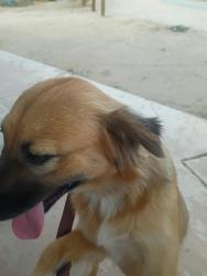 Found/Stray Female Dog last seen Albany by Otay elementary school, Chula Vista, CA 91912