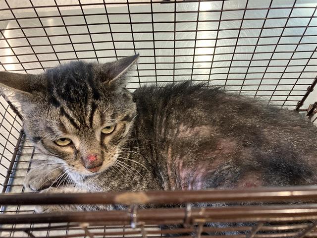 Shelter Stray Male Cat last seen Near BLOCK PACIFIC AVE, LB CA 90806, 7700 E Spring St, Long Beach, CA 90815, USA