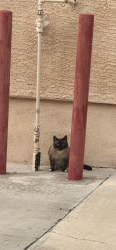 Found/Stray Unknown Cat last seen Bay View, Lake Mountain, Boulder City, NV 89005
