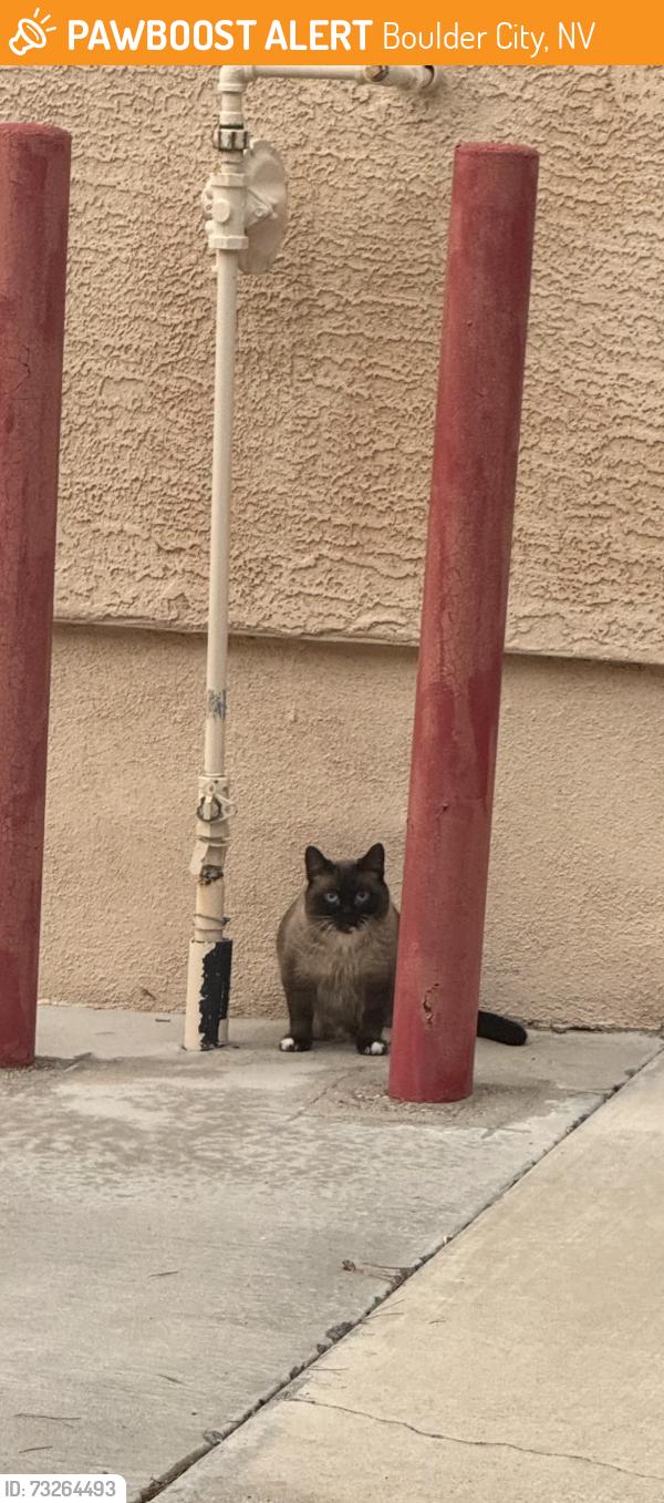 Found/Stray Unknown Cat last seen Bay View, Lake Mountain, Boulder City, NV 89005