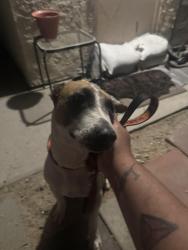 Found/Stray Female Dog last seen Pierson and hwy 62, Desert Hot Springs, CA 92240