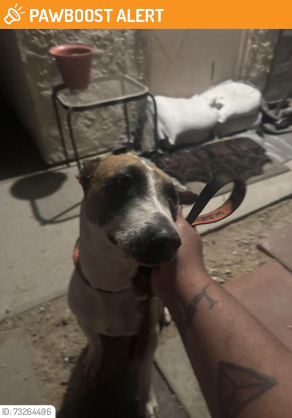 Found/Stray Female Dog last seen Pierson and hwy 62, Desert Hot Springs, CA 92240