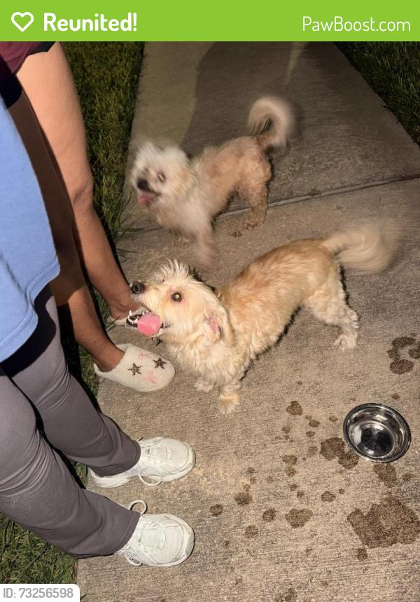 Reunited Male Dog last seen Town square and west belfort, Sugar Land, TX 77498