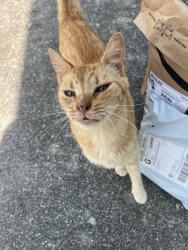 Found/Stray Male Cat last seen Piney Green Rd, Lake Cole Rd, Piney Green, NC 28544