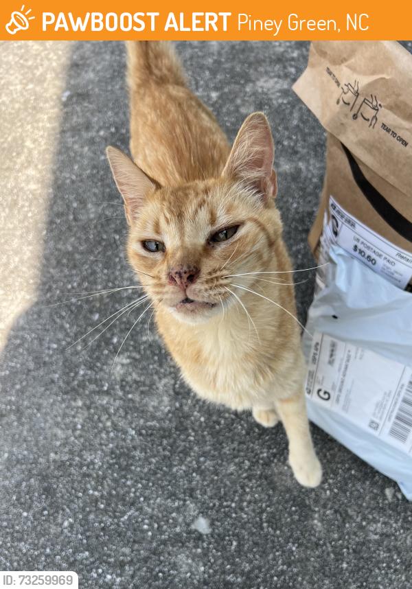 Found/Stray Male Cat last seen Piney Green Rd, Lake Cole Rd, Piney Green, NC 28544