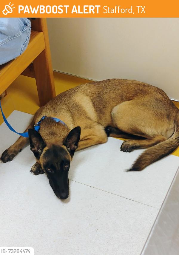Found/Stray Female Dog last seen Pour hse Pub, Stafford, TX 77099