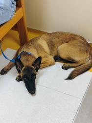 Found/Stray Female Dog last seen Pour hse Pub, Stafford, TX 77099