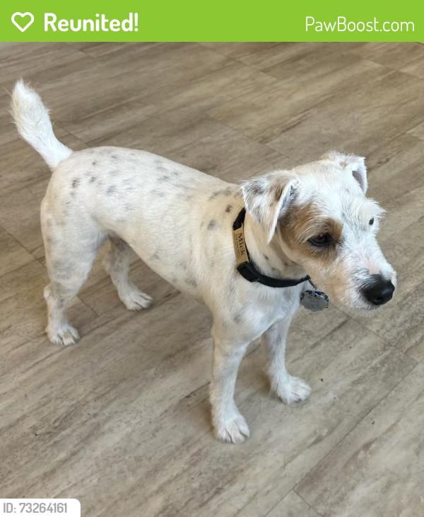 Reunited Male Dog last seen Route 12 Center of Ashburnham, Ashburnham, MA 01430